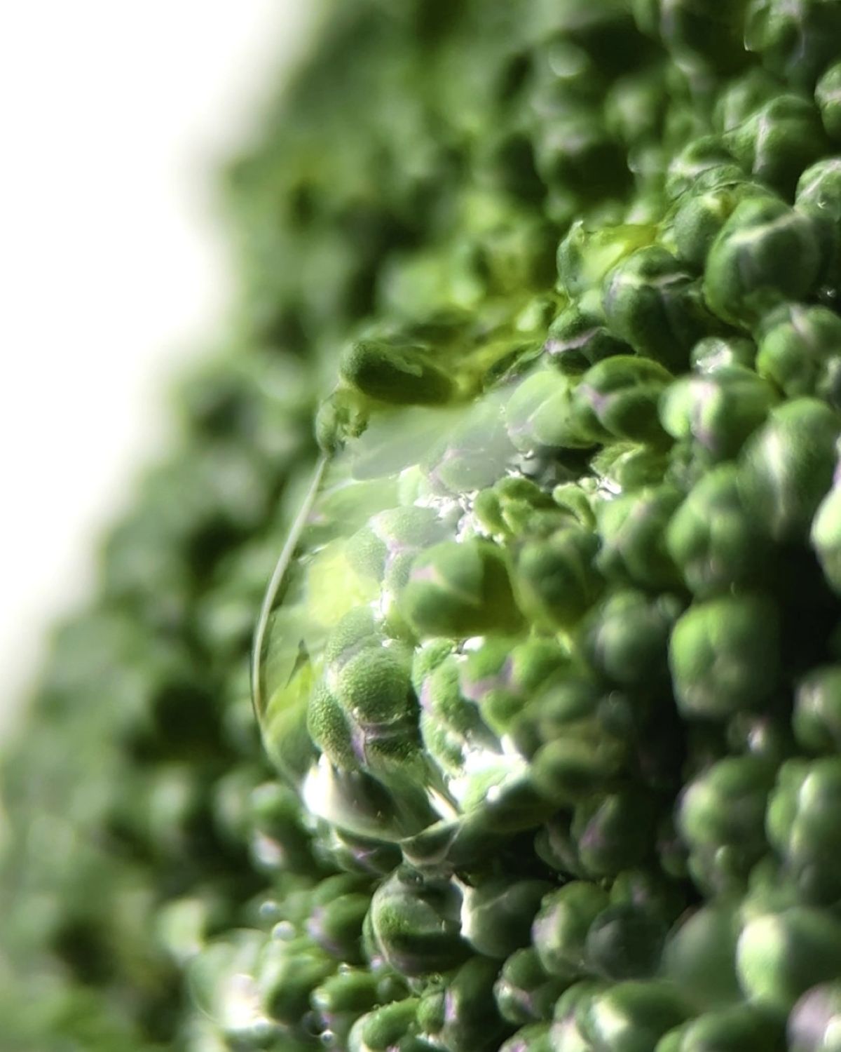 Conditioner 250ml - Hair conditioner