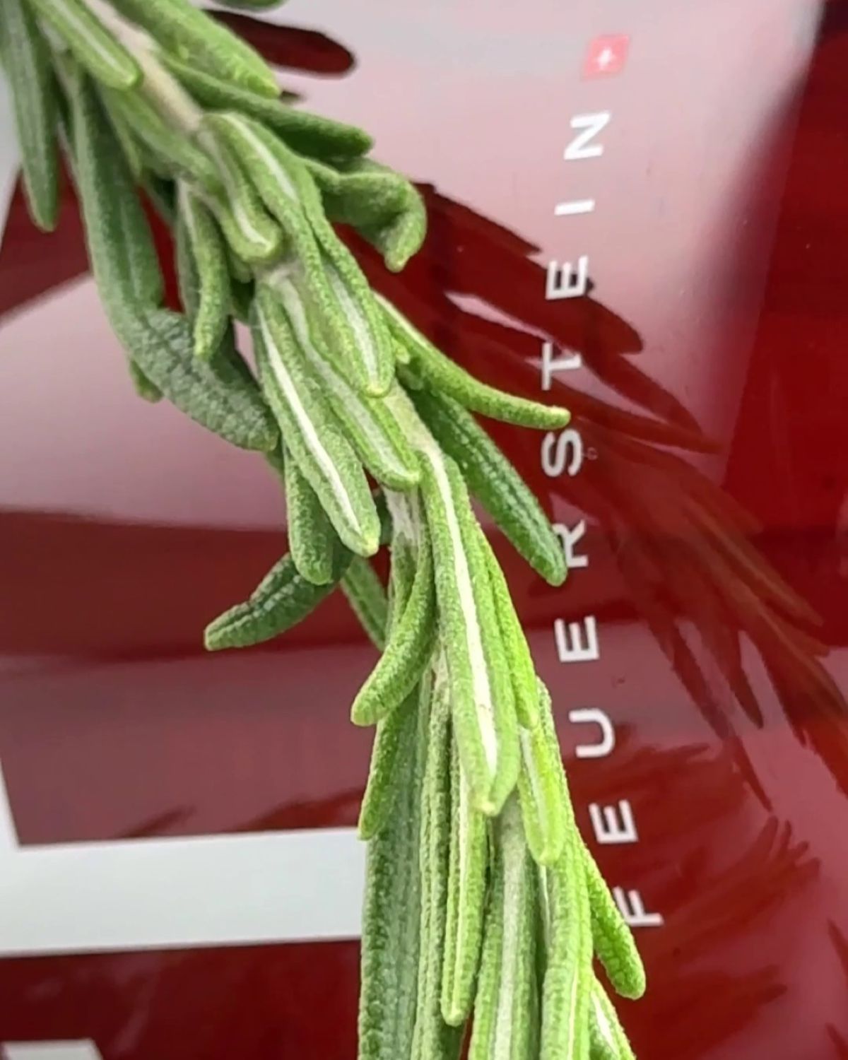 Hand & Body Wash - Hand Soap